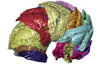 01-12-2021 Lepidocoleus shurikenus.
Científicos han documentado