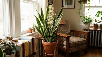 Cómo hacer que florezca la