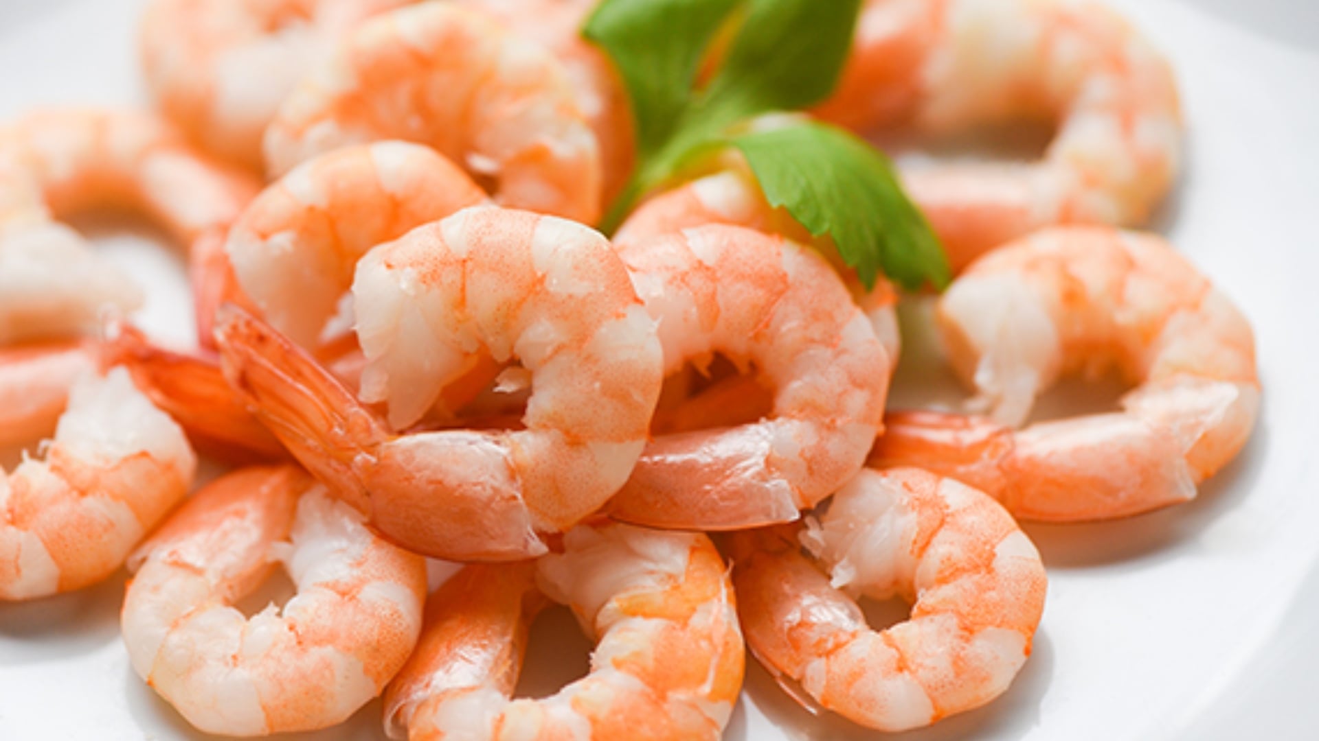 Los camarones aportan proteínas magras y omega-3, beneficiosos para la salud cardiovascular y el sistema inmunológico (CIAD)