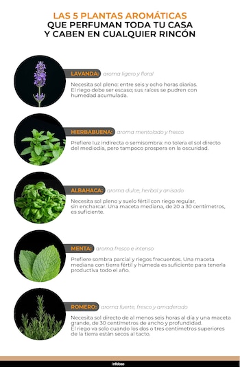 La familia Lamiaceae agrupa a las plantas aromáticas más cultivadas en interiores: menta, hierbabuena, albahaca, romero y lavanda. (Gráfico Infobae México)