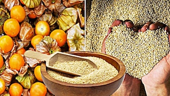 Estudios han comprobado que los