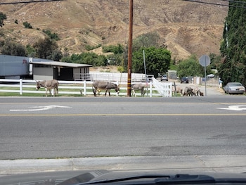 Burros silvestres cruzan la carretera principal de Reche Canyon, donde señales de tránsito advierten a los conductores sobre su frecuente paso. (Facebook/Reche Canyon)
