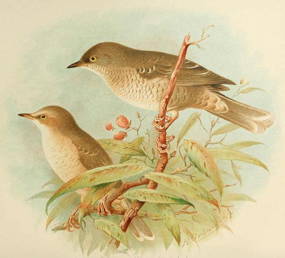 Una ilustración de una curruca gavilana hembra y macho. (Wikimedia/ Henrik Grønvold)