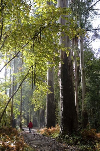 Souto da Retorta, en Lugo
