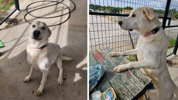 Pandora fue abandonada por sus