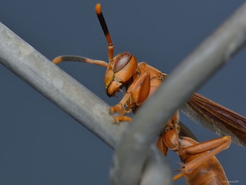 Primer plano de una avispa Polistes canadensis de color naranja rojizo con antenas oscuras y alas translúcidas, posada en una varilla metálica