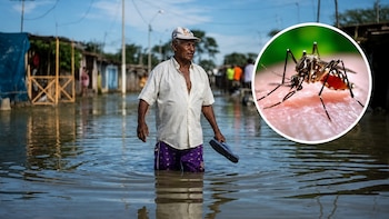 Aumento de temperaturas puede favorecer al zancudo del dengue: INS refuerza vigilancia ante el Fenómeno El Niño
