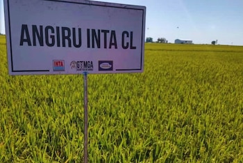 Los ensayos demostraron que un manejo adecuado del nitrógeno permite superar los 11.000 kilos por hectárea, mejorar la eficiencia del fertilizante y reducir riesgos productivos.