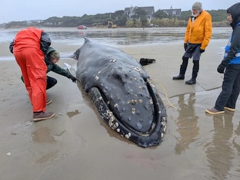 Un ejemplar juvenil quedó atrapado