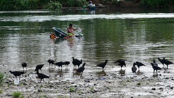 Fallece estudiante al intentar cruzar quebrada en la comarca Ngäbe Buglé