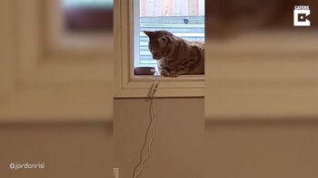 Un gato aburrido puede ser