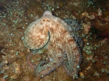 Pulpo. (Sylvain Le Bris/iNaturalist CC BY-NC 4.0)