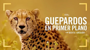 "Guepardos en primer plano con