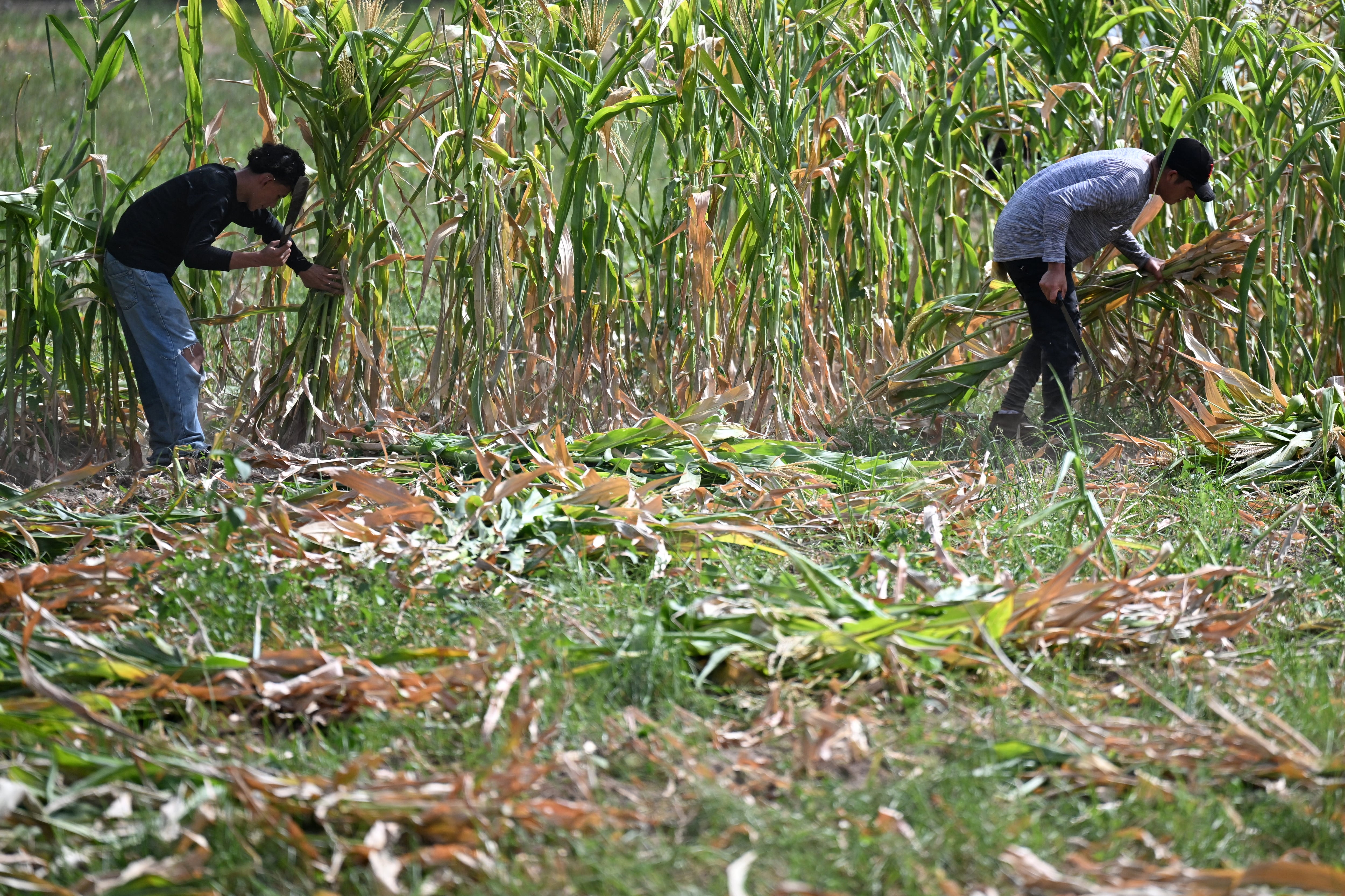 El oriente de El Salvador, que comprende departamentos como La Unión, San Miguel, Usulután y el sur de Morazán, concentra la mayor parte de las pérdidas. Datos proporcionados por la Mesa Agropecuaria Rural Indígena revelan que en la zona oriental se han perdido entre 5,500 y 6,000 manzanas de maíz, superficie que se considera irrecuperable. (Infobae Centroamérica/ Marvin RECINOS / AFP)