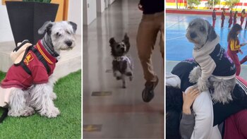 La canina tiene que asistir