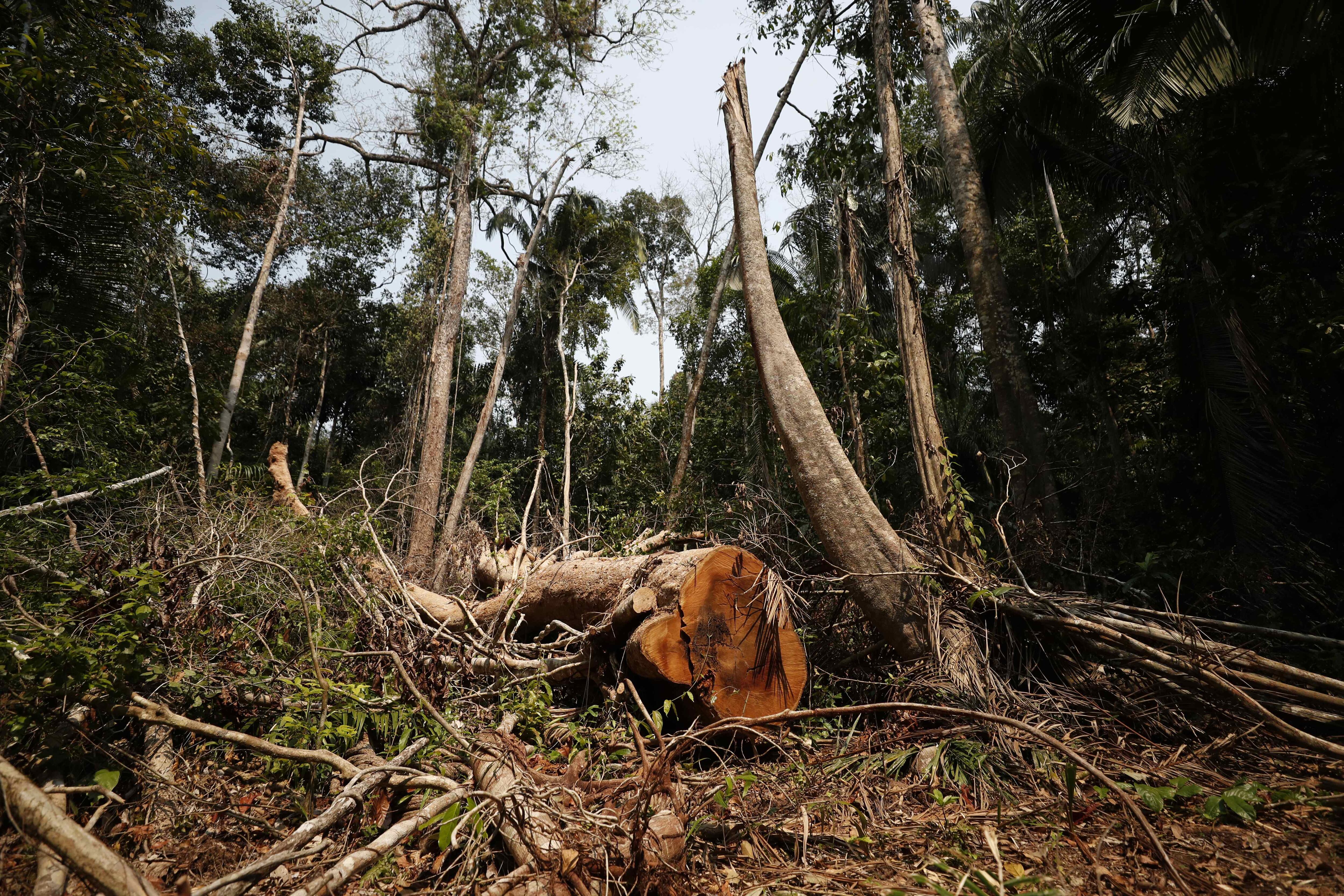 La desforestación es una de las principales causas de la erosión de los suelos (EFE/Paolo Aguilar)