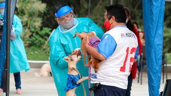 Campaña de esterilización de perros