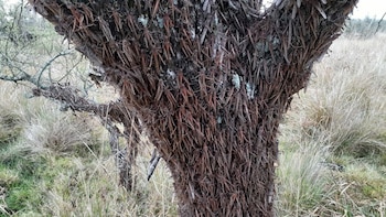 Manga de langostas en Argentina
