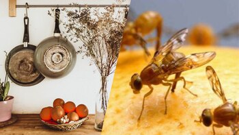 Homemade tricks to eliminate flies