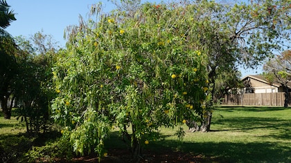 Este es el árbol perfecto para plantar cerca de tu casa y tener sombra todo el año