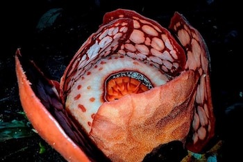 Científicos logran ver florecer tras