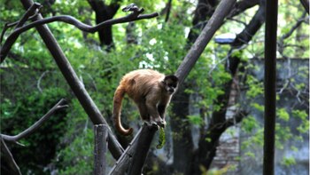 Encontraron dos casas en el