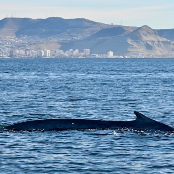 Parte del cuerpo de una ballena azul oscuro emergiendo del agua azul, con una ciudad costera y montañas áridas en la distancia
