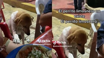 Perrito limosnero de TikTok