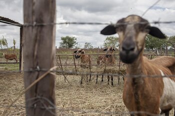 Cabras en uno de los