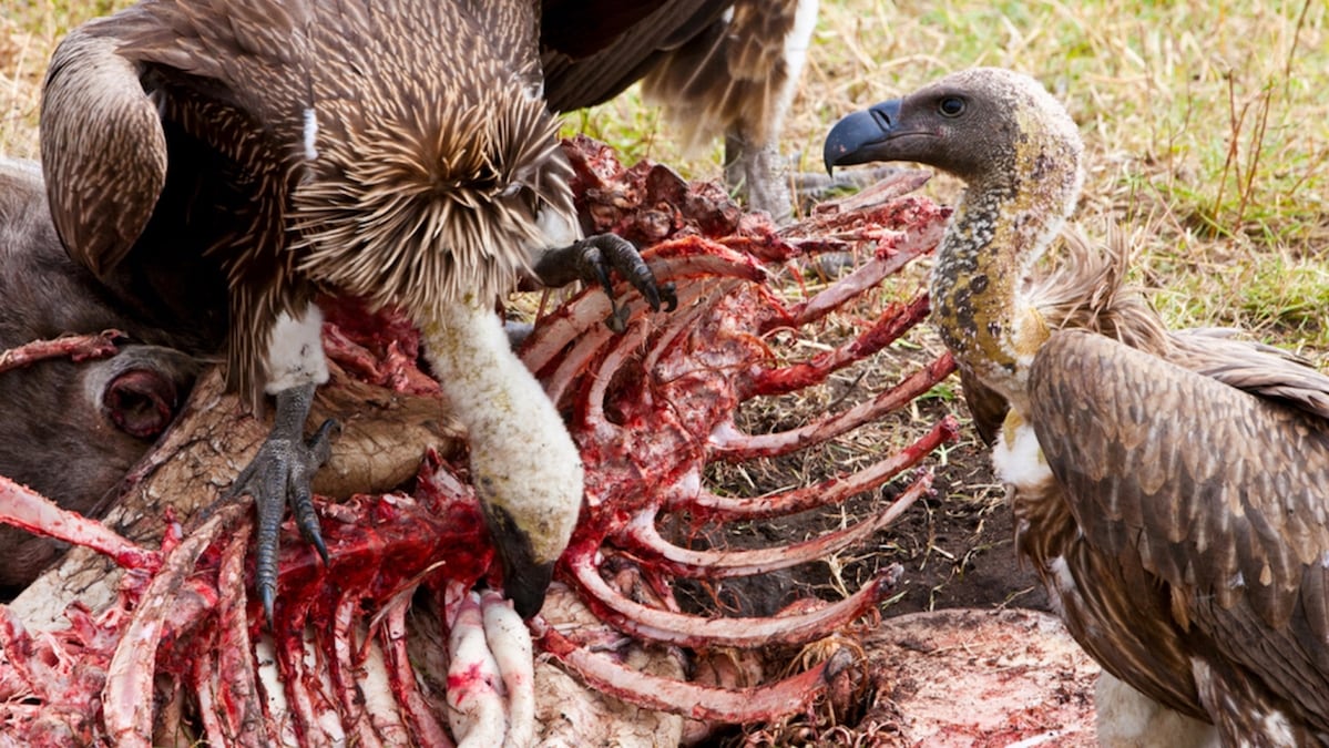 Sky Burial: La antigua tradición del Tíbet para honrar a los muertos
Foto de DARE ADVENTURE NEPAL publicada en Nepali Times