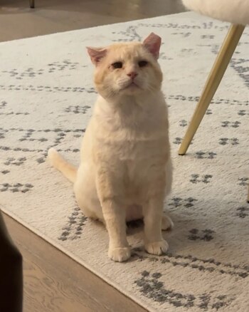 El gato vive actualmente en