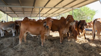 El Niño y la sequía en la MYPE agropecuaria: las dos realidades que FUSAI describe y su diferencia clave (Foto archivo, cortesía MAG)