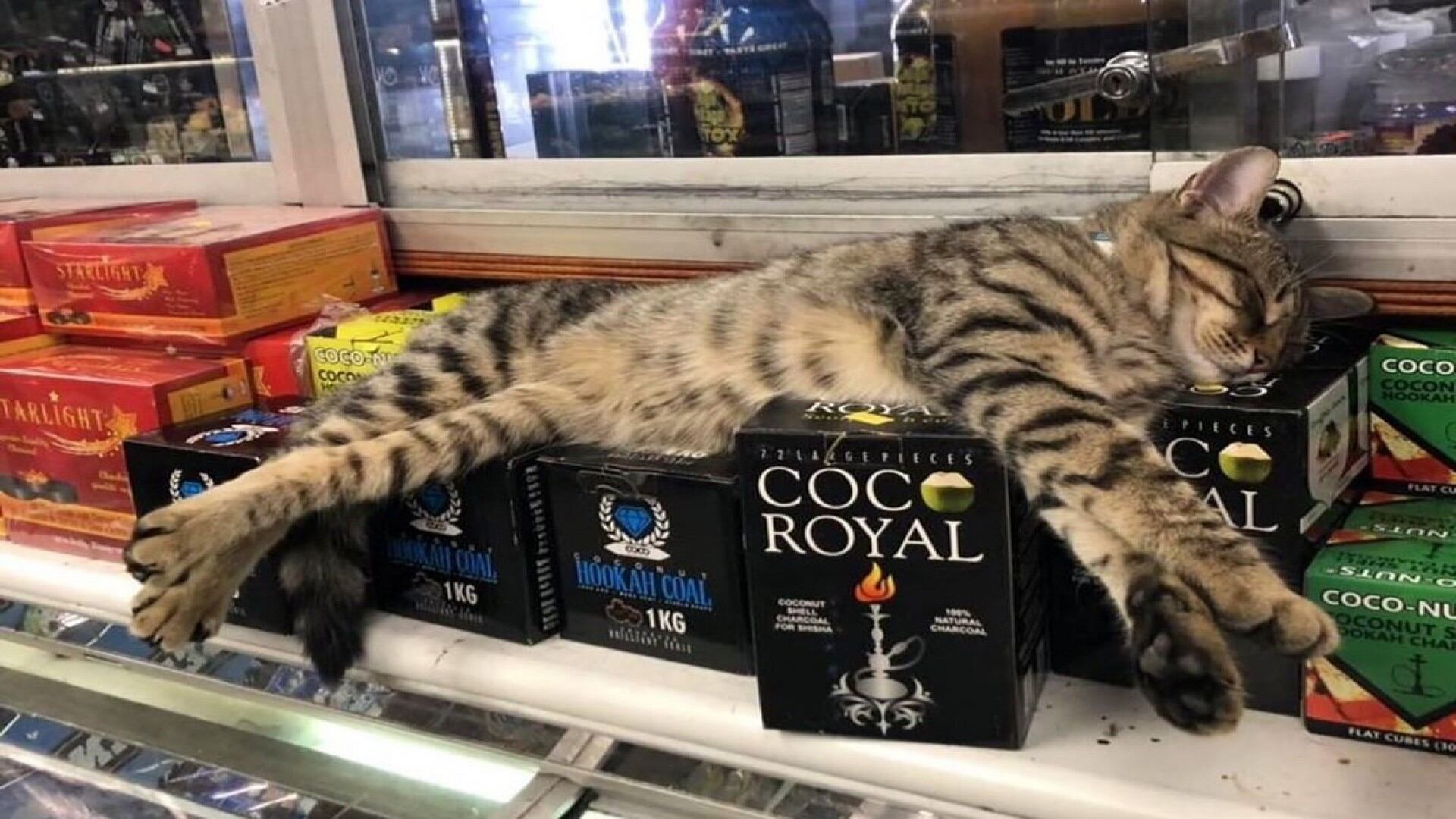 Un video de Flatbush Cats destaca que los gatos bodega no solo mantienen alejadas a ratas y cucarachas con su olor natural, sino que también son símbolos culturales que unen a la comunidad neoyorquina, representando buena suerte, protección y compañía en los barrios de Brooklyn. (@bodegacatofinstagram)