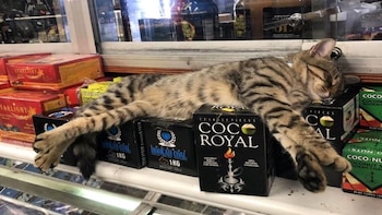 Un video de Flatbush Cats