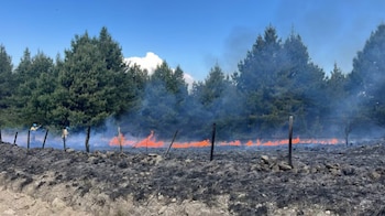 Una línea de fuego arde a lo largo de un alambrado frente a un bosque de pinos con dos bomberos entre el humo
