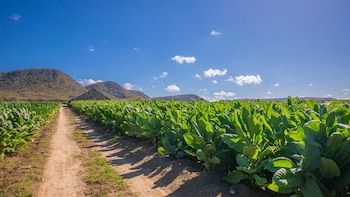 La República Dominicana prevé cosechar 330.000 quintales de tabaco durante el ciclo 2026-2027 (Foto cortesía Intabaco)