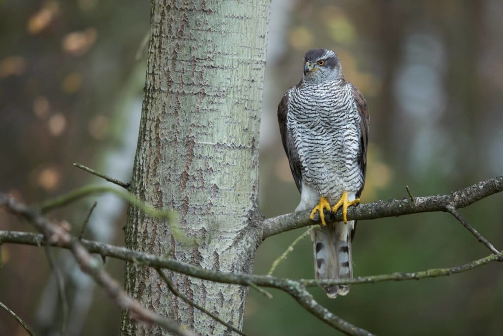 Azor común, en una imagen de archivo. (SEO/BirdLife)