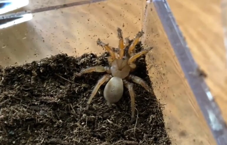 El mapa de referencia del ADN de la araña reúne 3.630 millones de pares de bases y 14.067 genes identificados (YouTube/@tarantulakat)