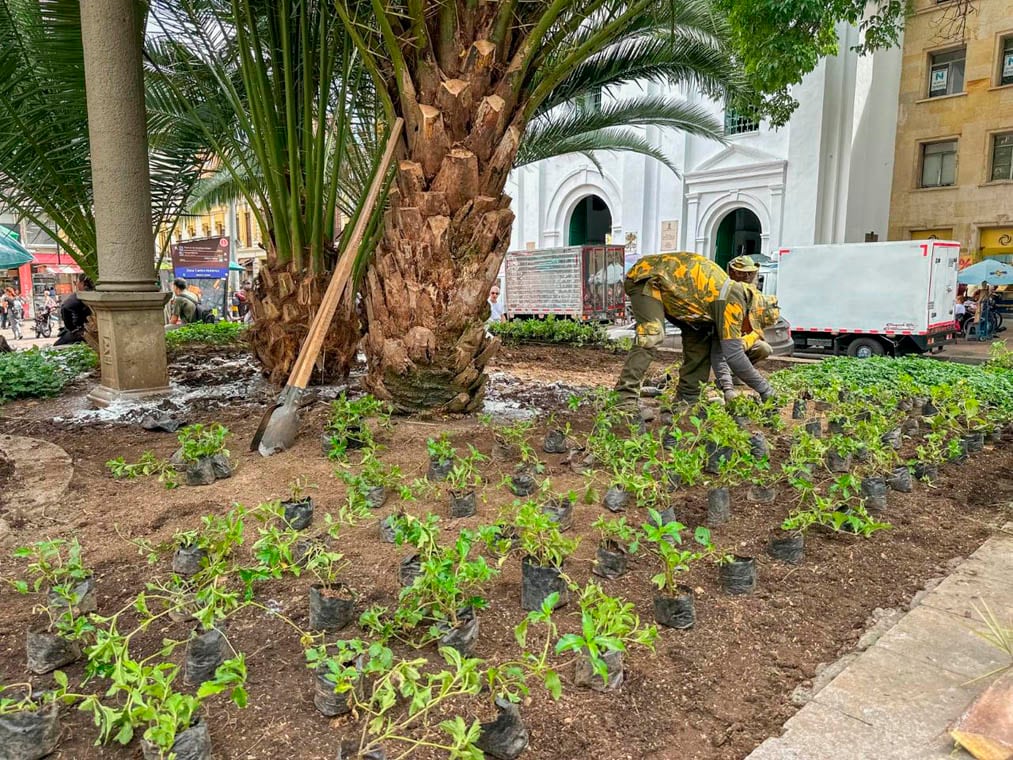 En Medellín, desde 2024 se han sembrado más de 195.000 árboles en zonas estratégicas - crédito Alcaldía de Medellín