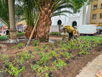 En Medellín, desde 2024 se han sembrado más de 195.000 árboles en zonas estratégicas - crédito Alcaldía de Medellín