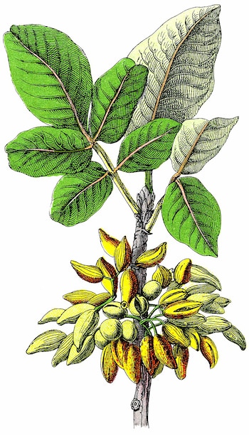 Su aspecto retorcido y copa