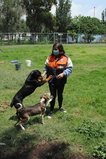 Refugio animal CEDA foto: Chilango