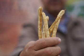 Lanzarán destilado premium a basa