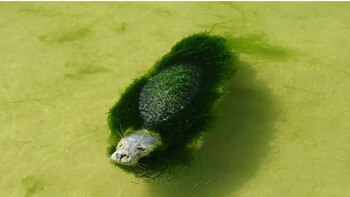 Una foca con su cuerpo