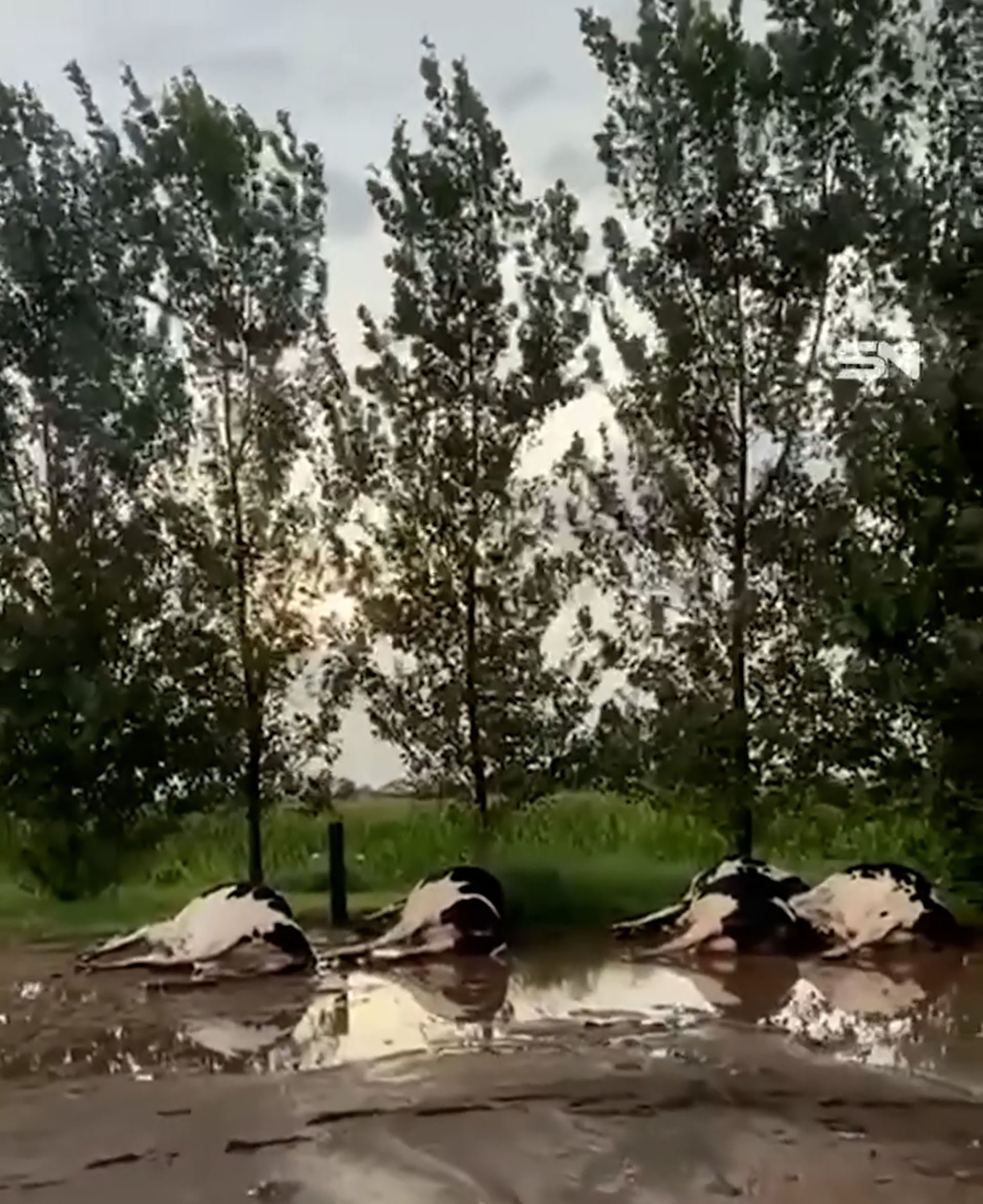 Varias cabezas de ganado yacen muertas en un campo anegado de Córdoba, impactadas por una centella durante una tormenta. (Captura de video)