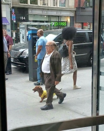 ¿Danny DeVito pasea a su perro salchicha? Las imágenes del actor junto al peculiar compañero de película