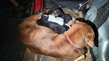 Impactante rescate de una perra y sus ocho cachorros: una bombera tuvo que meterse en una cañería para salvarlos
