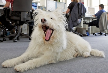 ARCHIVO - ¿Mal aliento? En