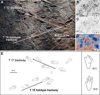 Paleontólogos reconocen que las primeras