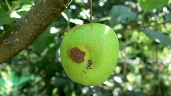 La carpocapsa (Cydia pomonella), también conocida como polilla o gusano de la manzana y la pera, es una plaga de frutales.inta